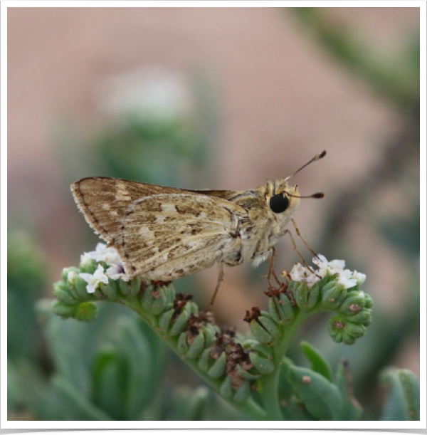 Uncas Skipper